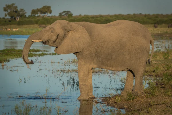 L'éléphant buvant de la rivière à l'heure dorée — Photo