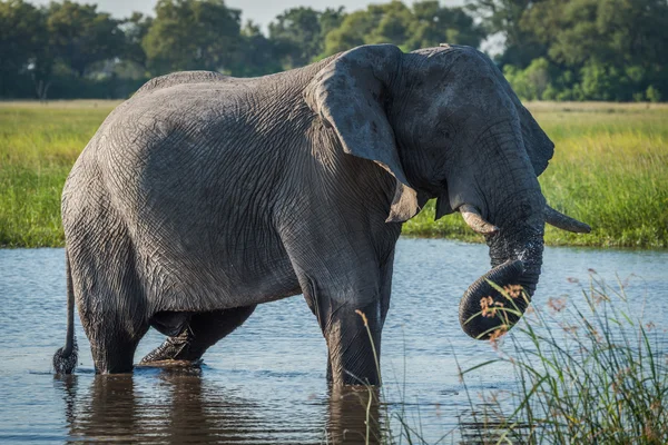 Elephant in river with dripping twisted trunk