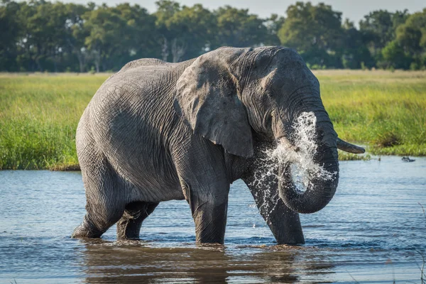 Elefant im Fluss spritzt Wasserstrahl — Stockfoto