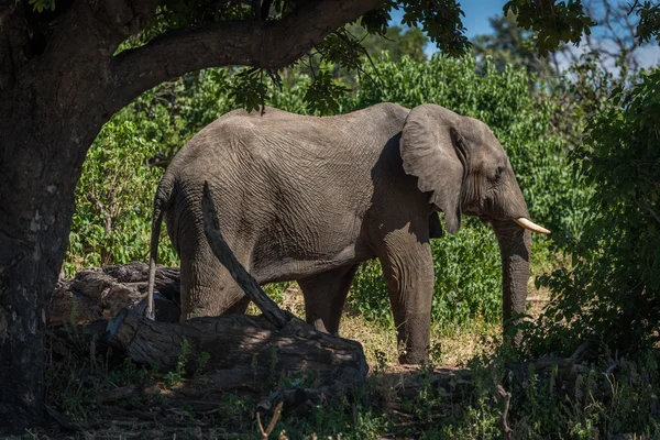 Elefante parado en la pista enmarcado por árboles —  Fotos de Stock