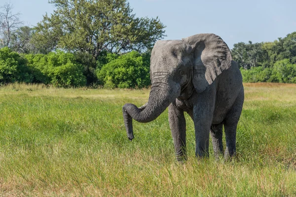大象站在一起的树干迷上了象牙 — 图库照片