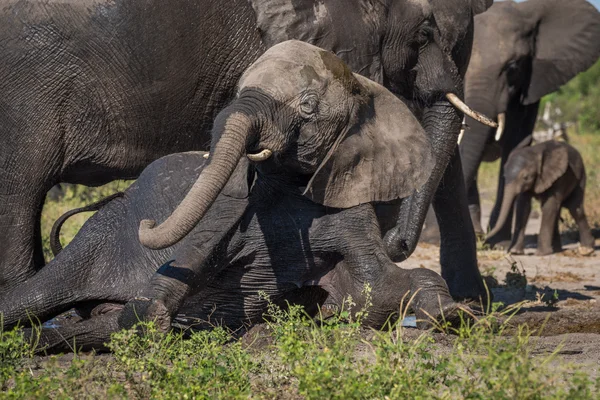 大象挣扎着站在大象群 — 图库照片
