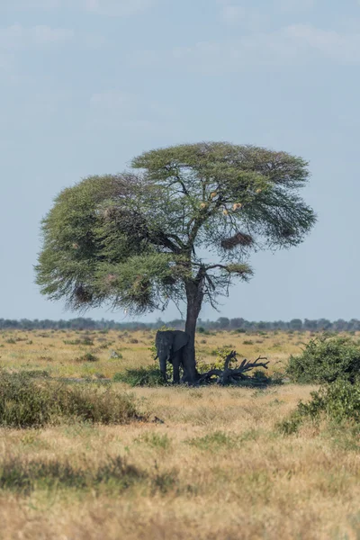 Elephant taking shelter from sun under acacia — Stock Photo, Image