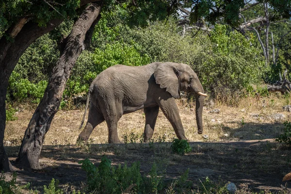 Elefant läuft auf von Bäumen umrahmtem Weg — Stockfoto