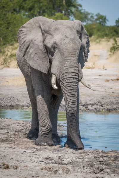 Elefant läuft am Rand des Wasserlochs herum — Stockfoto