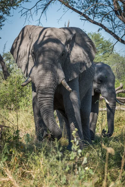 大象与婴孩在树面对照相机 — 图库照片
