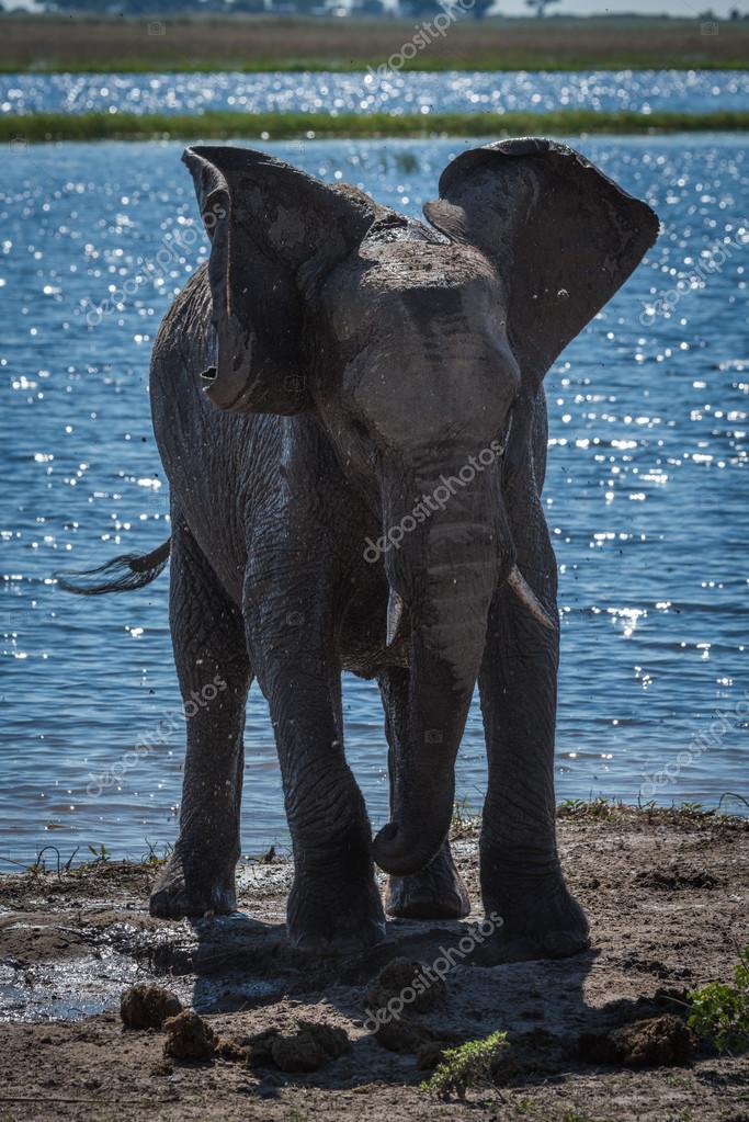 flappy ears elephant