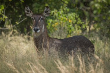 Kamera karşı karşıya uzun otların içinde kadın waterbuck