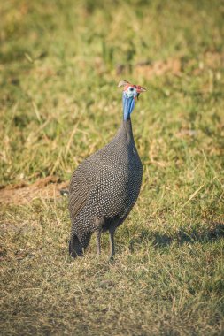 Çim starsing kamera üzerinde miğferli beçtavuğu