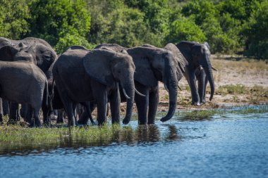 Ormanlık nehir kıyısındaki içme sürüsü