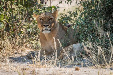 Dişi aslan yavrusu ile gölgeli çalıların arasında yalan