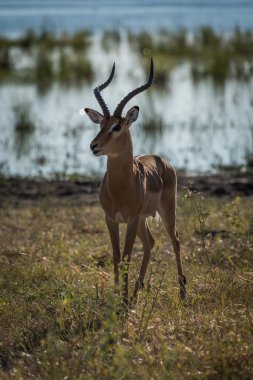 Erkek Impala kamera Nehri ile karşı karşıya