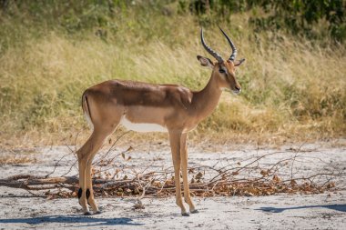 Kafa dönüm kumlu zeminde erkek Impala