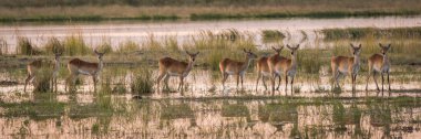 Sulak alanlar kırmızı lechwe sürüde Panoraması