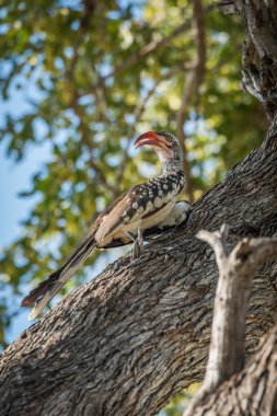 Kırmızı gagalı Kartallar sol seyir ağaç gövdesi üzerinde