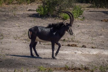 Samur antilop çıplak toprak yamaç yürüyüş