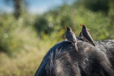 Üç Sarı gagalı oxpeckers üzerinde bufalo arkası