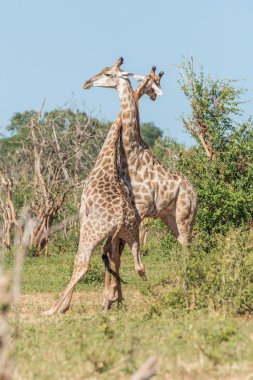 Birbirleriyle mücadele iki Güney Afrika zürafa
