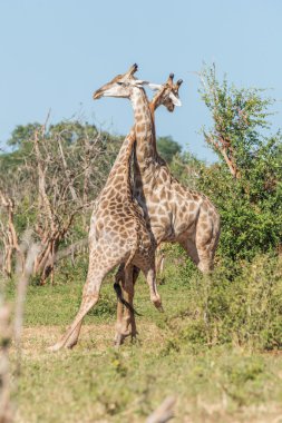 Two South African giraffe fighting each other clipart