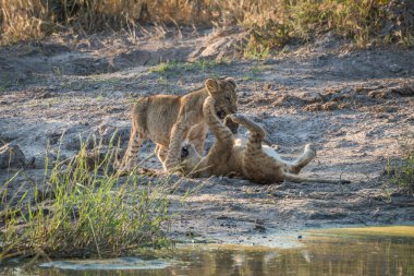 İki aslan yavrularını su kuyusu tarafından oynarken