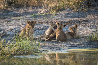 Diğer iki oynayan iki aslan yavruları
