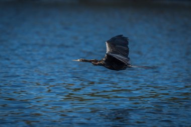Nehir üzerinde yayılmış kanatlı Afrika Pasifik'ten oğlan