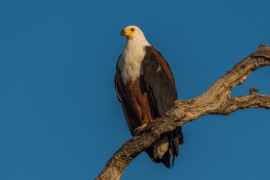 Afrika balık eagle Altın ışık şube