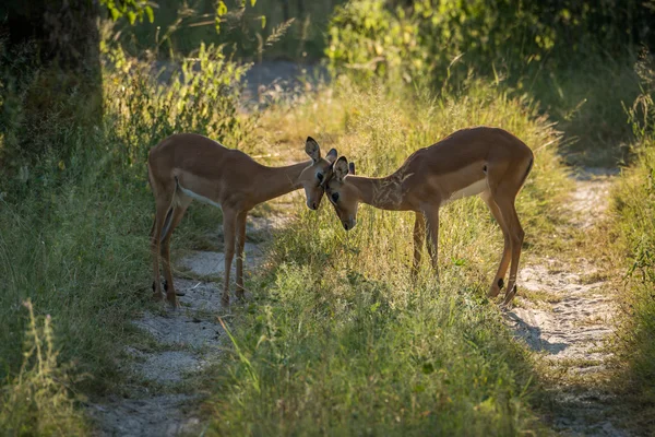 Impala-Weibchen schlagen Köpfe in fleckigem Sonnenlicht — Stockfoto