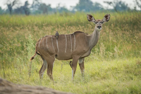 Samice kudu velký s oxpeckers čelí fotoaparát — Stock fotografie