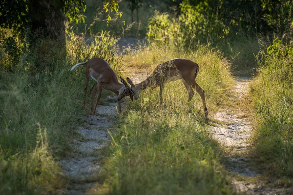 Impala femelle culbutant têtes sur piste boisée — Photo