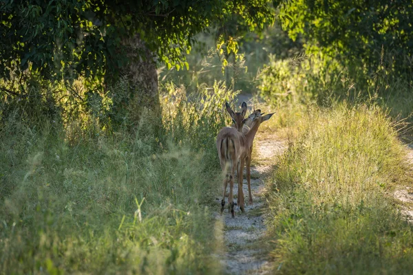 Θηλυκό impala nuzzling μεταξύ τους στο δρόμο — Φωτογραφία Αρχείου