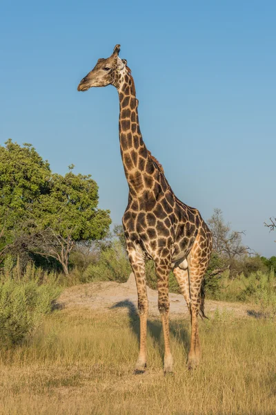 Girafe se tient dans la caméra face à la clairière herbeuse — Photo
