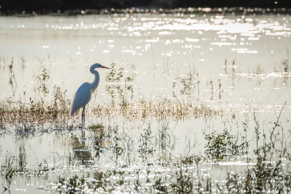 Grote witte zilverreiger staande in de ondiepe rivier — Stockfoto