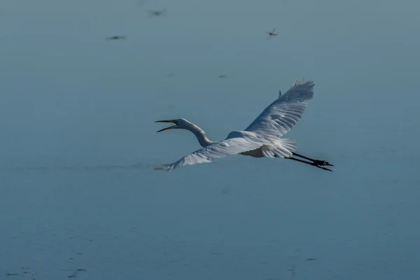 Silberreiher fliegt über ruhigen Fluss — Stockfoto