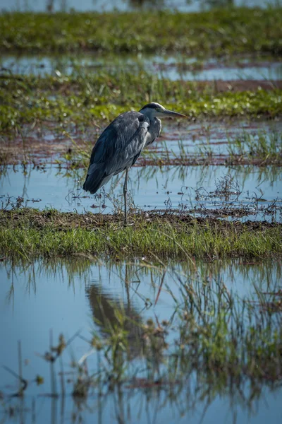 Héron gris sur la rive herbeuse en eaux peu profondes — Photo