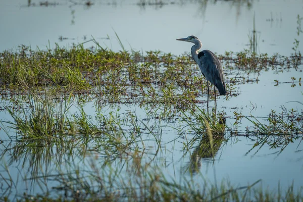 Garza gris de pie en aguas poco profundas con plantas — Foto de Stock