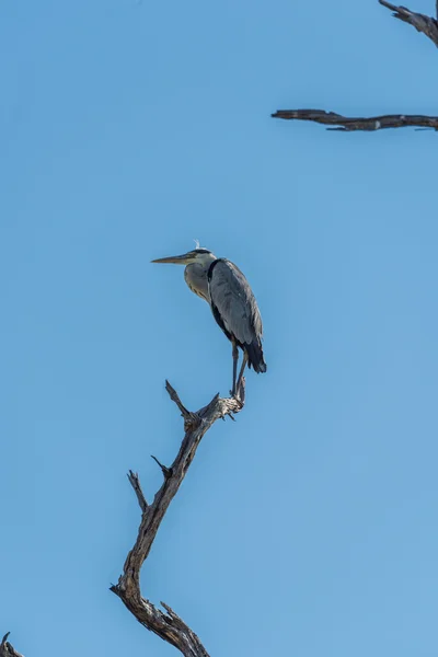 Héron gris debout sur une branche d'arbre mort — Photo