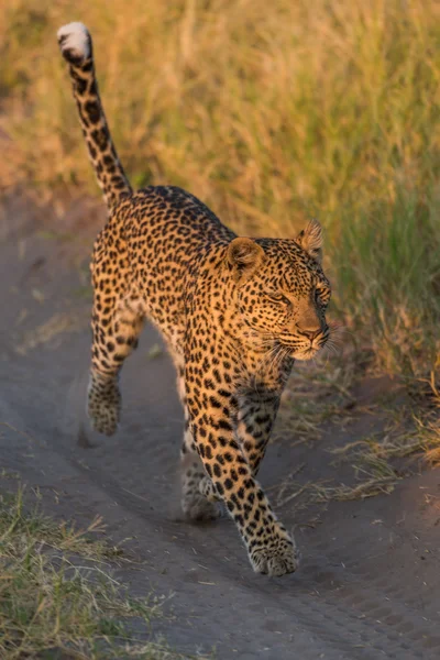 Λεοπάρδαλη τρέχει κατά μήκος αμμώδη διαδρομή στο γρασίδι — Φωτογραφία Αρχείου