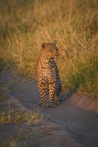 Леопард смотрит на песчаную дорожку в траве — стоковое фото