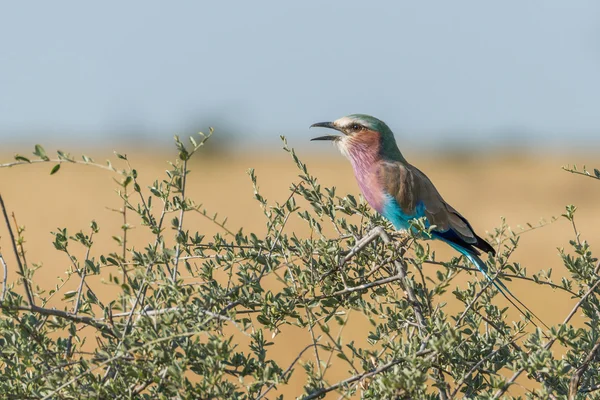 Liliowy breasted roller wywołanie w oddziałów Busha — Zdjęcie stockowe