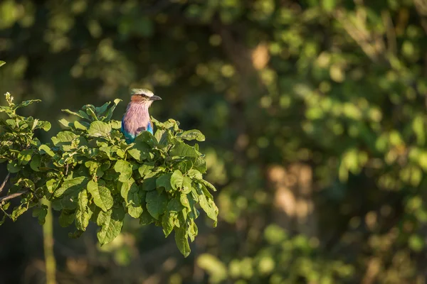 Rouleau à poitrine de lilas perché en touffe de feuilles — Photo