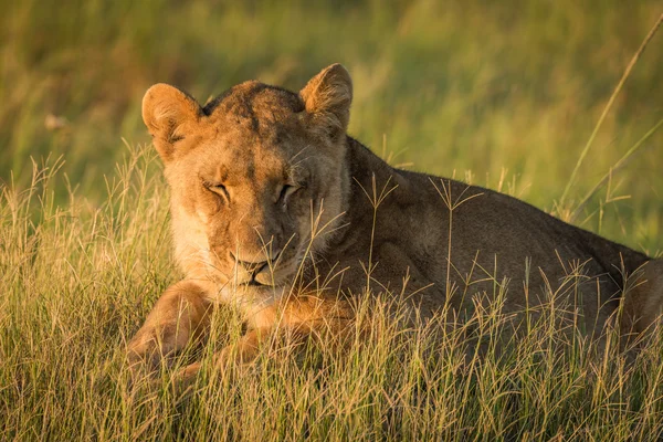 Lion βρίσκεται κοιμισμένη στο γρασίδι στο ηλιοβασίλεμα — Φωτογραφία Αρχείου