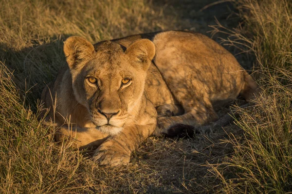 Altın ışık kamera karşı karşıya yalan aslan — Stok fotoğraf