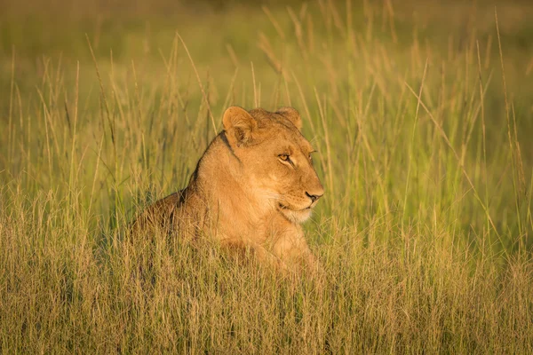 León tendido en la hierba mirando hacia el atardecer — Foto de Stock