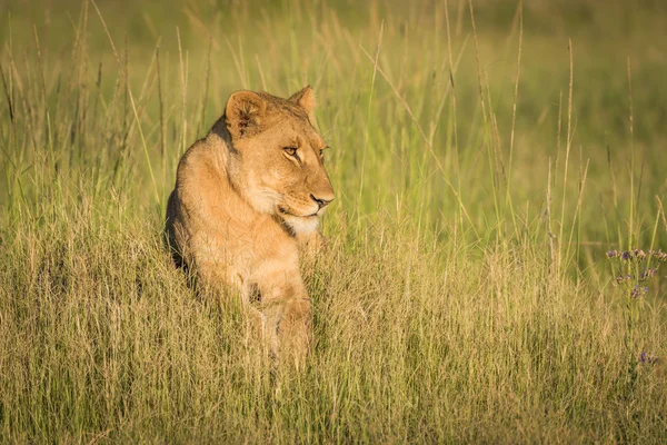 Gün batımında çimenli tümsek yalan aslan — Stok fotoğraf