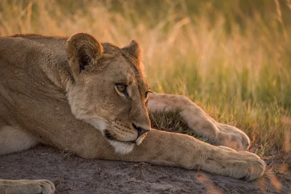 Lev, ležel s hlavou na přední noze — Stock fotografie