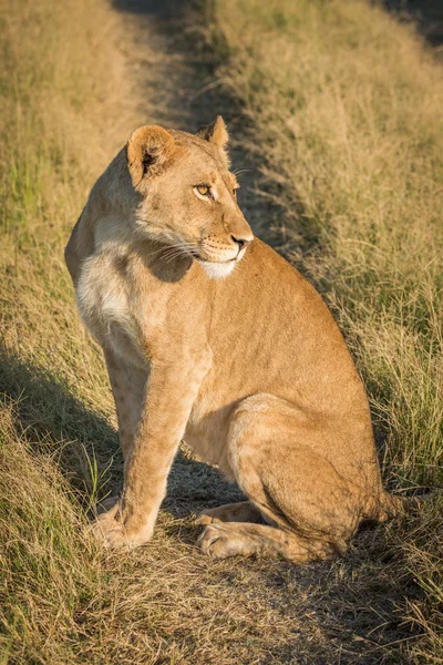 Löwe sitzt mit gedrehtem Kopf auf Gleis — Stockfoto