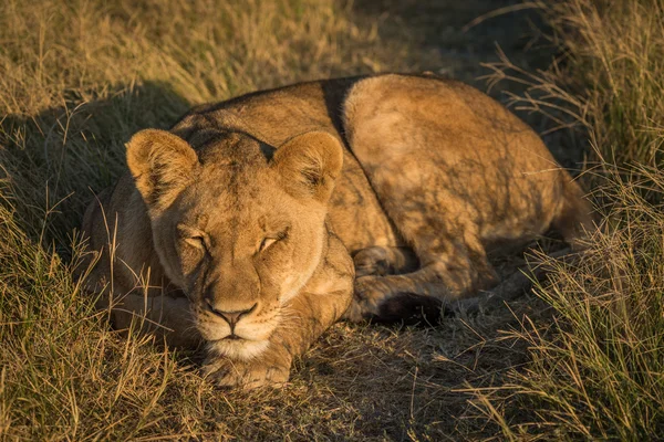ライオンの前足の頭で寝ています。 — ストック写真
