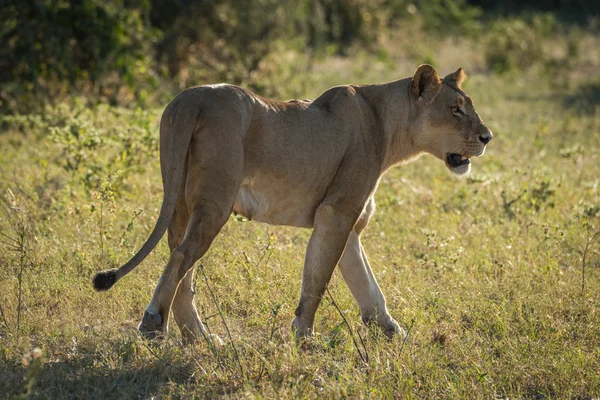 Lionne marche dans la clairière herbeuse tournant la tête — Photo