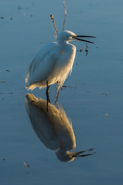 Petite aigrette avec bec ouvert dans les eaux peu profondes — Photo